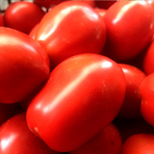 Pomodoro Agricola Valdichiana Rampi