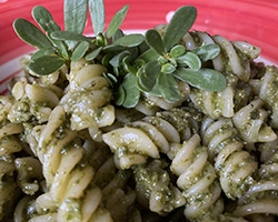 Fusilli pesto Aglione della Valdichiana