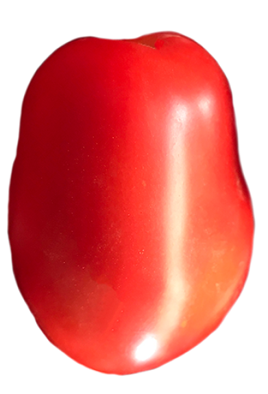 Pomodoro della Valdichiana - Agricola Valdichiana Rampi